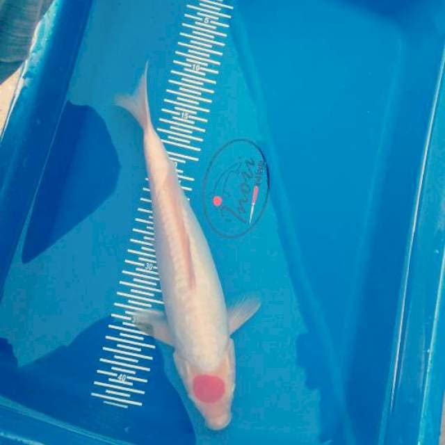 Kin gindrin 30cm