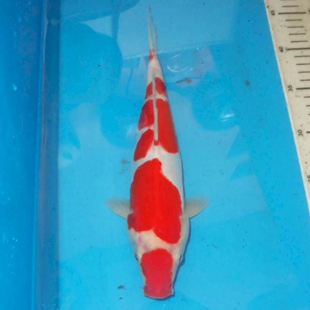 TOTOL TOTOL KOHAKU
