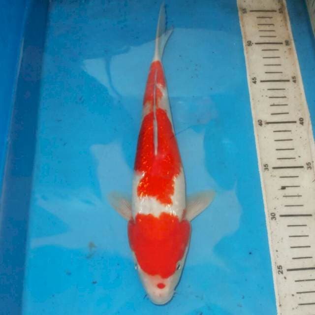 KINGINRIN KOHAKU