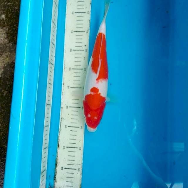 Step 2 Merah Ginuk2 Body