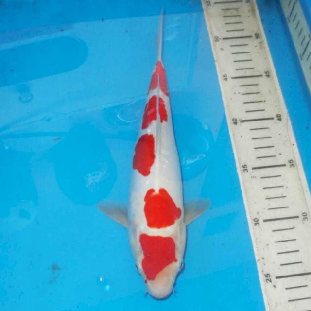 KOHAKU 5step