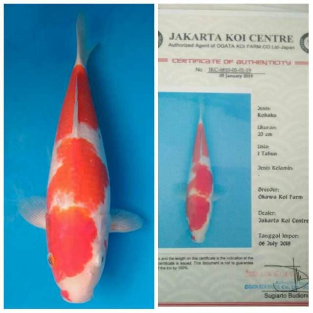 Okawa Kohaku