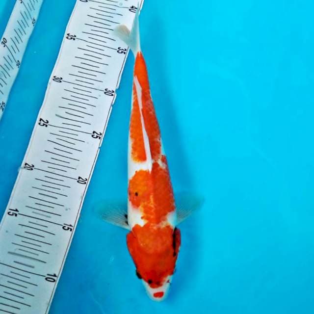SANKE #30CM
