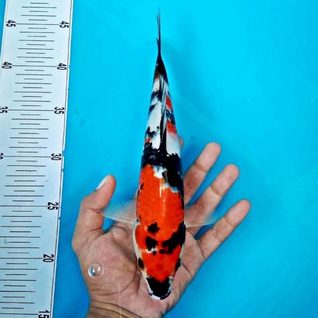 SHOWA #27CM