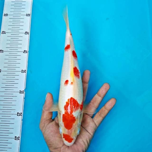 SAKURA #31CM