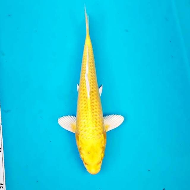 OGON #26CM