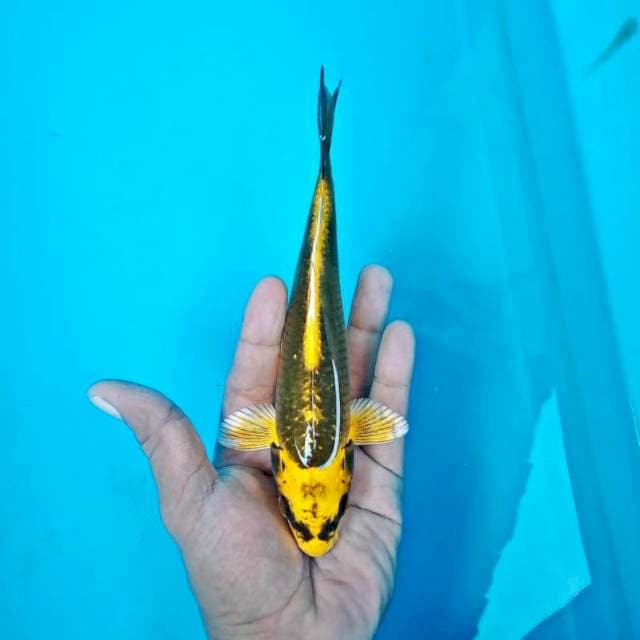 Kabuto2*20cm