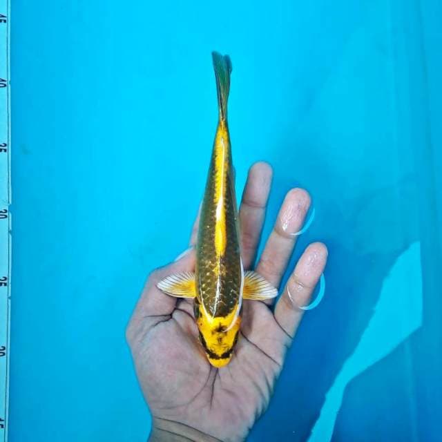 Kabuto 3*20cm