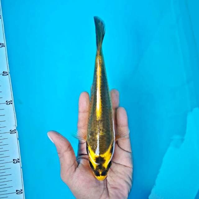 Kabuto4*20cm
