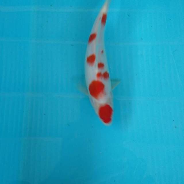 HWC (S of T)kohaku