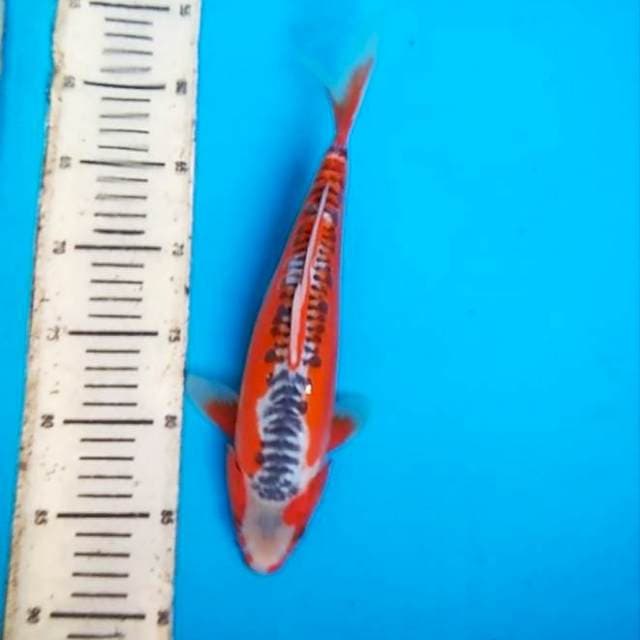 Shusui30cm