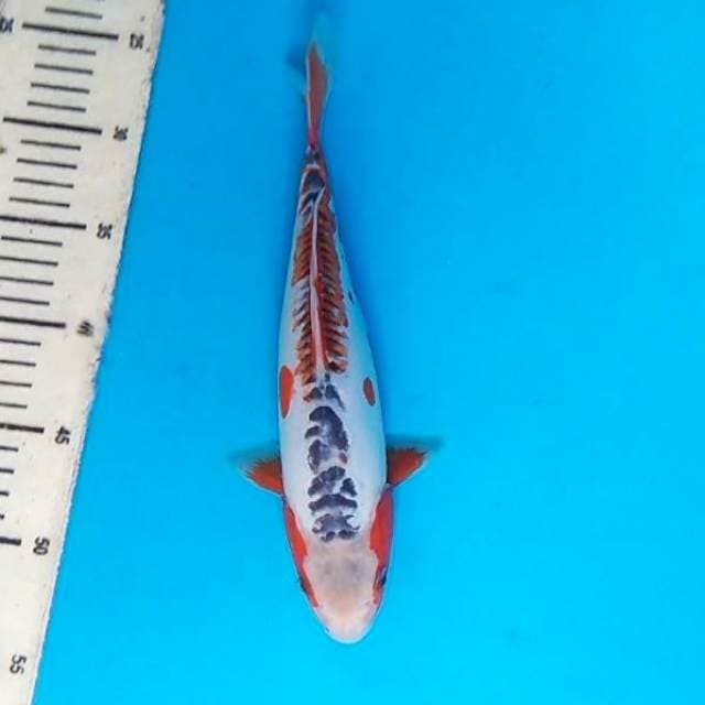 Shusui 29cm