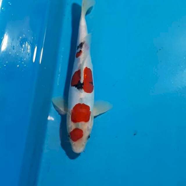 MARUTEN SANKE DOITSU 23 CM