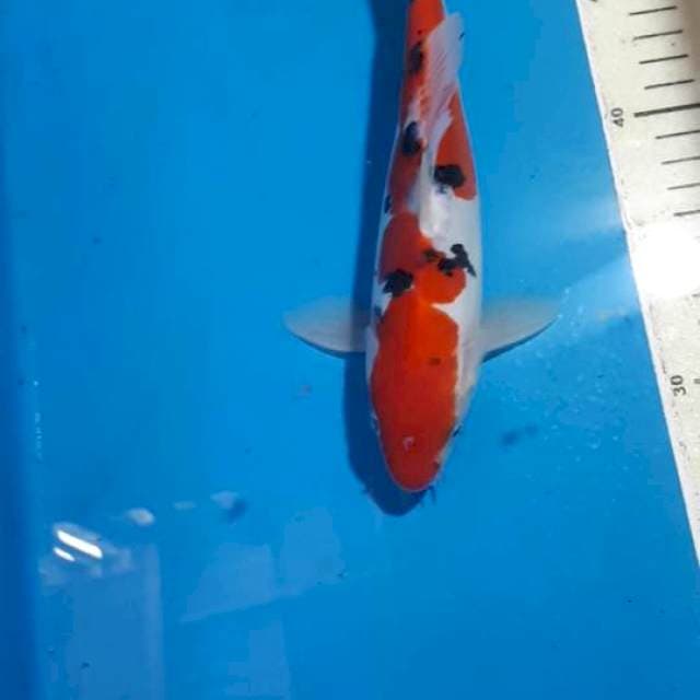 SANKE DOITSU 23 CM