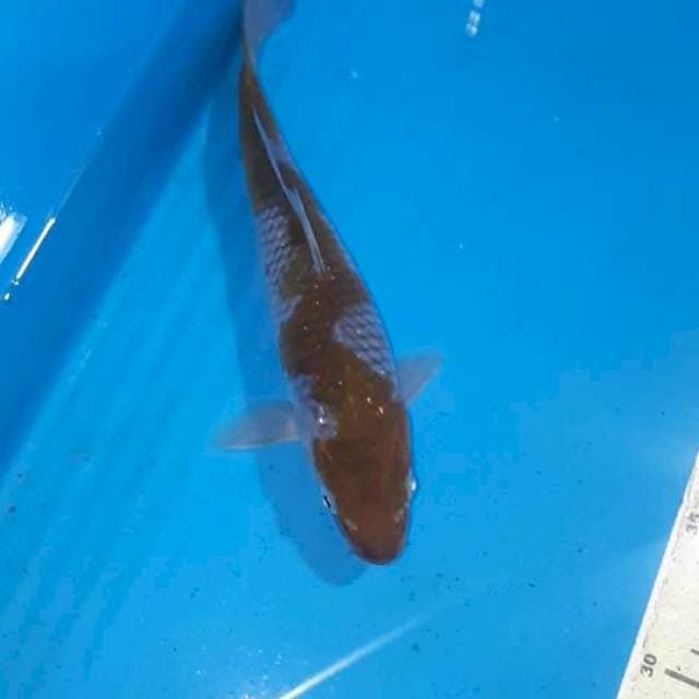 OCHIBA INAZUMA 30 CM