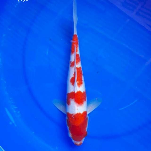Kohaku HQ Bakat Jumbo