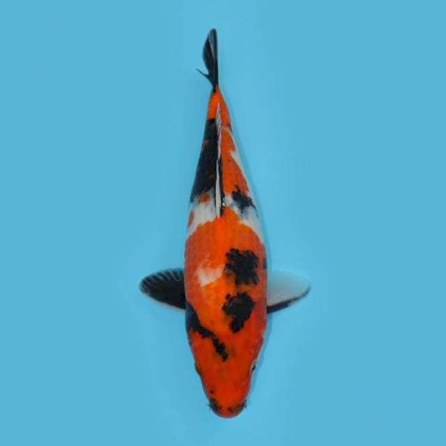 SHOWA 36 CM