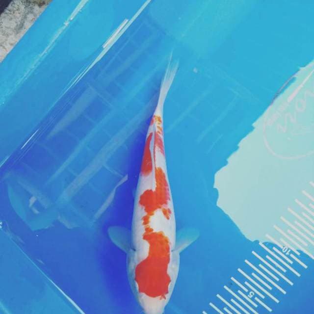 Kohaku 20cm
