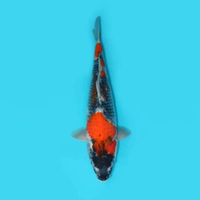 SHOWA 35 CM