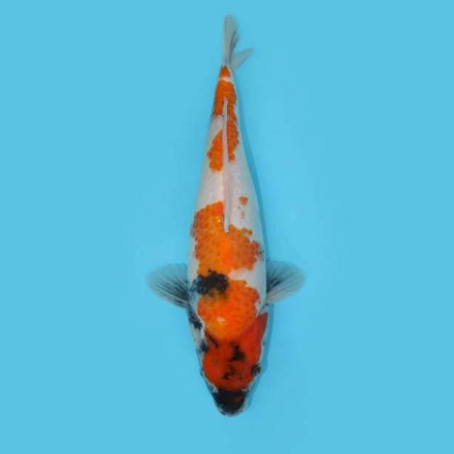 Showa 39 cm