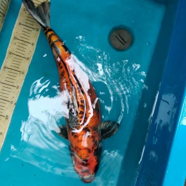 Kiko jumbo