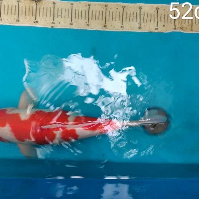 Inaz kohaku