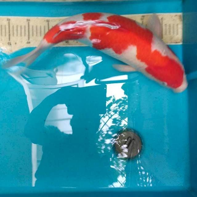 Inaz kohaku