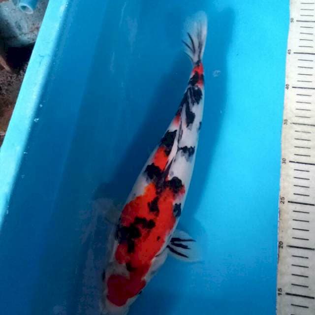 Taisho 36cm