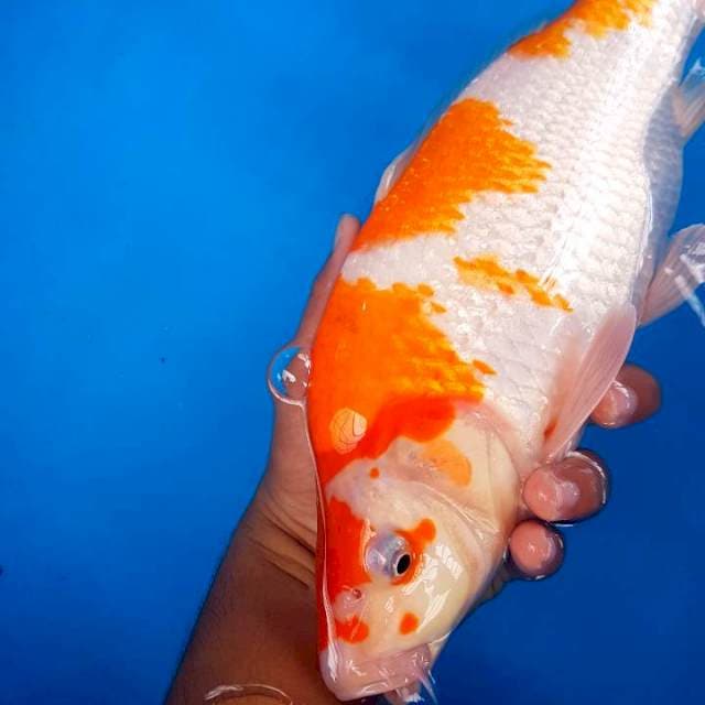 KOHAKU GINRIN BERPUNUK ~ F1