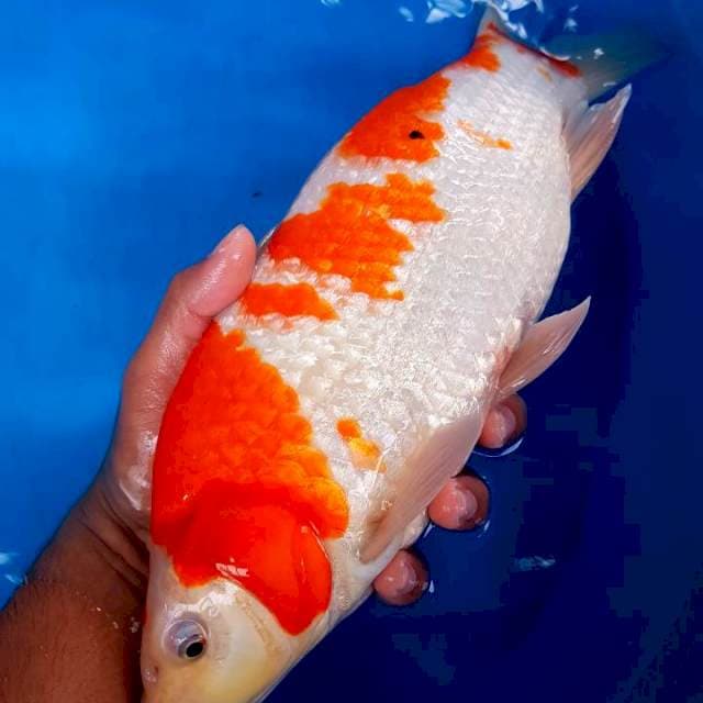 KOHAKU GINRIN BERPUNUK ~ F1
