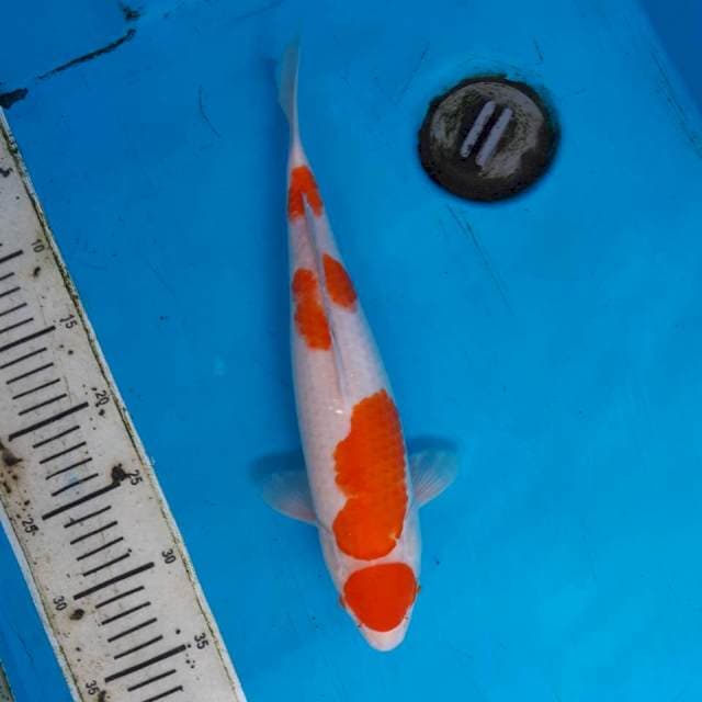 34cm maruten kohaku