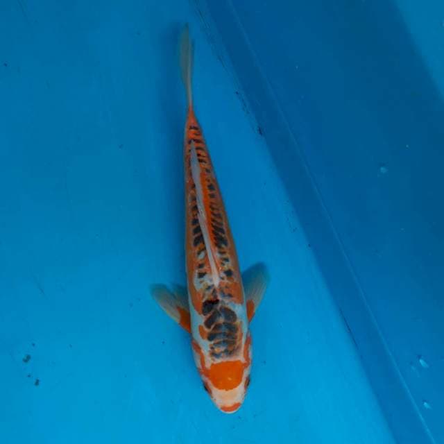 30cm mahkota shusui