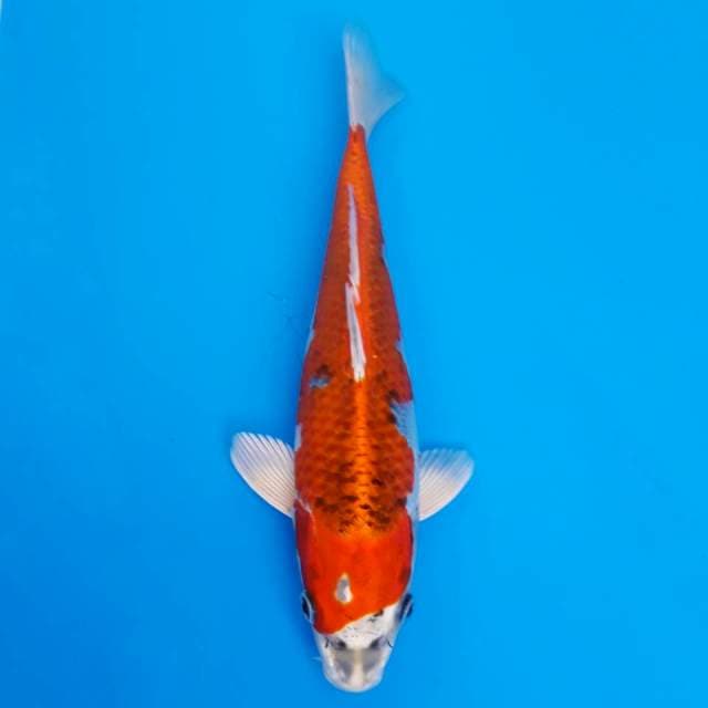 Kujaku import non-serti