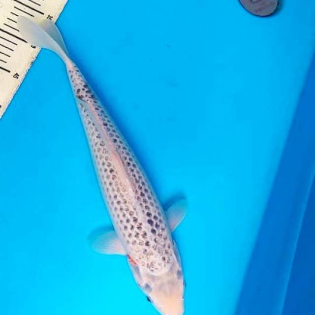 Asagi 42cm F1