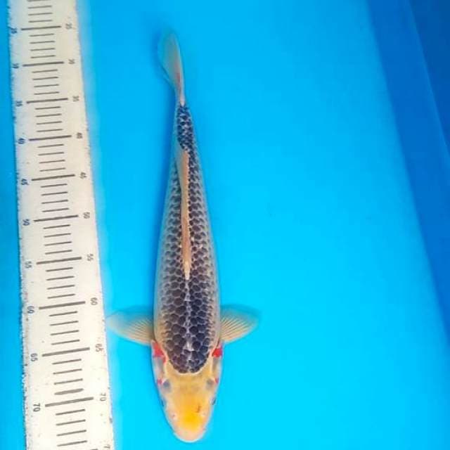 Asagi 45cm,F1
