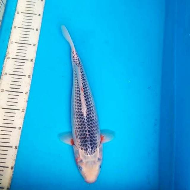 Asagi 43cm, F1