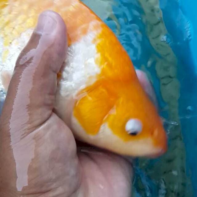 Hariwake ginrin berpunuk. Non hikari