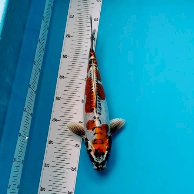 KIKOKURYU BAGUS 32CM