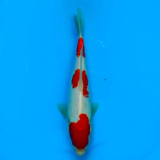 26 CM - KOHAKU