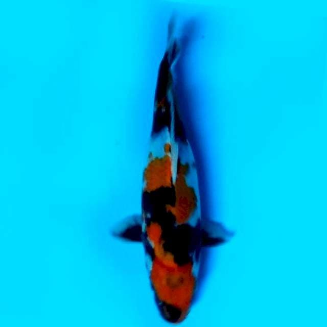 29 CM - SHOWA