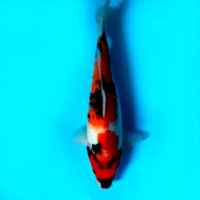 29 CM - SHOWA