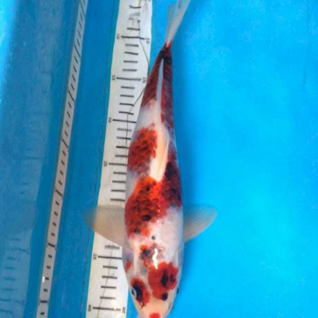 Goromo 37cm bakat jumbo