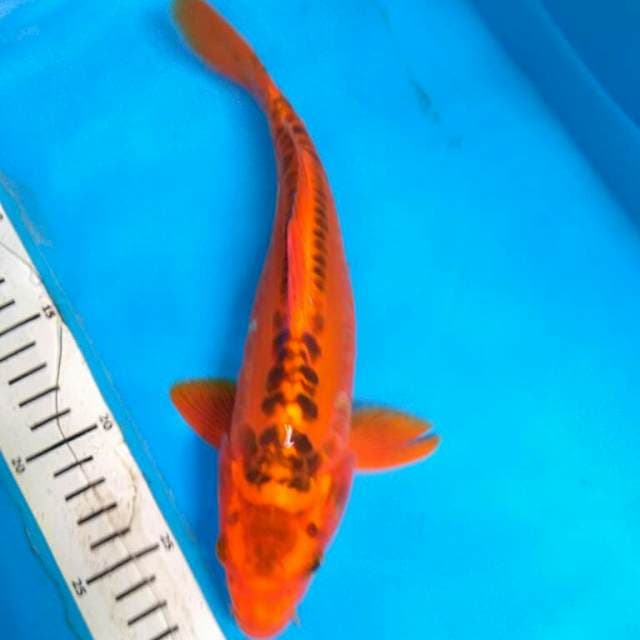 Mishuo