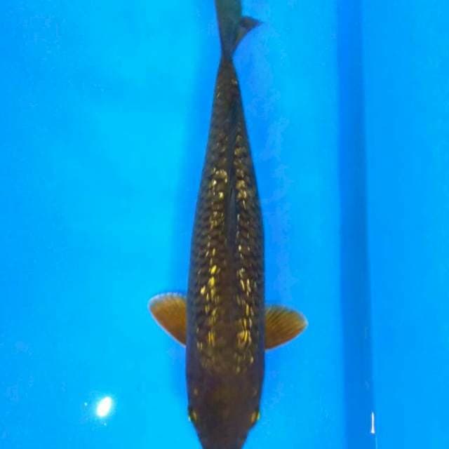 Chagoi ginrin