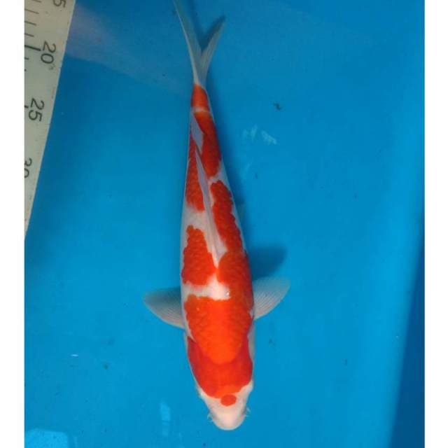 Kohaku female 37cm
