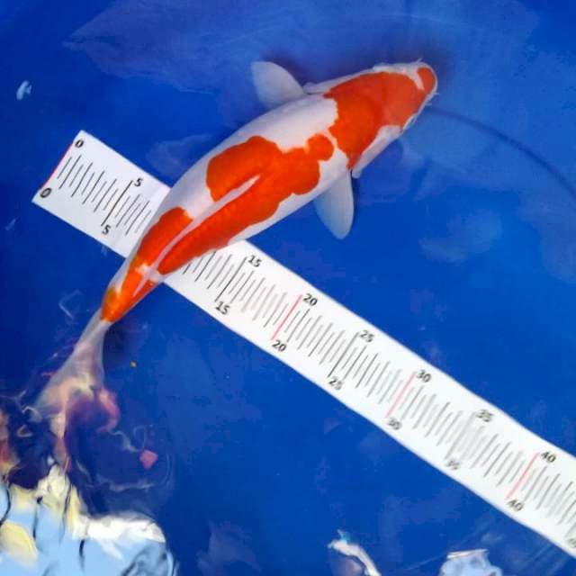 Kohaku