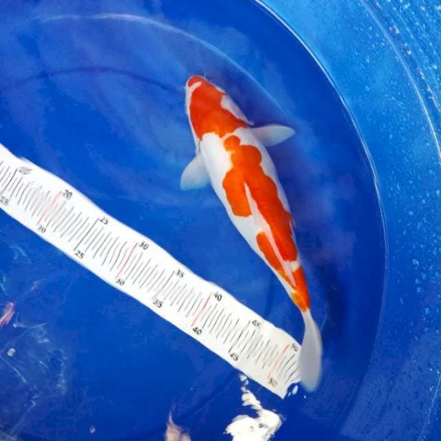Kohaku