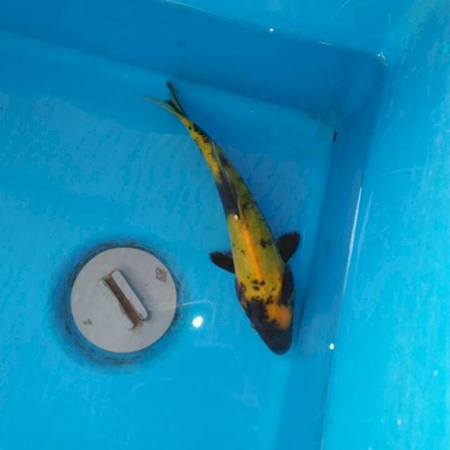 Sowa doitsuu 20cm