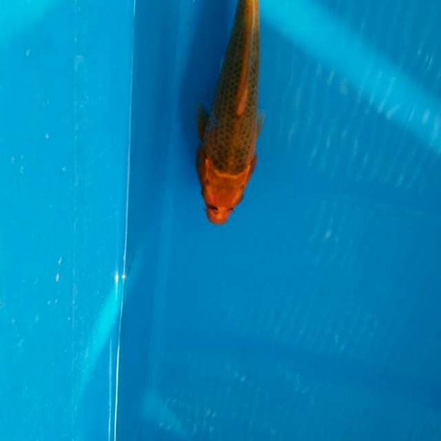 Akamatsuba 23cm
