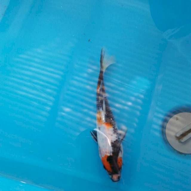 Sowa bagus 22cm